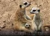 Erdmännchen - Kleine Wächter, große Abenteuer! - 2027 - Produktbild-Vorschau 6