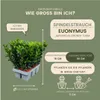 Plants by Frank | 6 Grüne Spindelstrauch Pflanzen | Produktbild-Vorschau 4