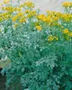 Ruta graveolens, Weinraute, aromatisch, ca. 9x9 cm Topf Produktbild-Vorschau 6