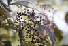 Sambucus nigra 'Black Lace', Schwarzer Holunder, dunkelrot, Produktbild-Vorschau 6
