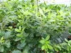 Erdbeerbaum | 170 - 190 cm | Arbutus unedo | veredelt |  | Produktbild-Vorschau 6