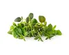 Click & Grow Click & Grow Plant Pod Italian Mix 9pcs Anteprima dell’immagine prodotto 2