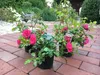 Several potted rose plants with pink flowers are arranged on a brick patio, with a garden in the background. Produktbild-Vorschau