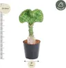 Euphorbia lactea Cristata Verde – Euforbia corallina – Anteprima dell’immagine prodotto 2