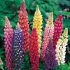 6 x Lupin  - Lupinus « Russell Hybrids »  | Pot 9 cm x 9 cm Voir les images du produit 2