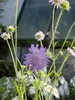 Wiesen- oder Acker-Witwenblume - Knautia arvensis - Produktbild-Vorschau 2