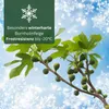 Meine Orangerie - Winterharter Feigenbaum - Echte Feige - Produktbild-Vorschau 4
