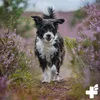 A dog running through a field of purple heather. Produktbild-Vorschau