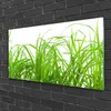 Acrylglasbilder 100x50 Wandbild Druck Gras Natur Produktbild-Vorschau 2