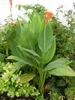 Kanna indická (Canna indica)  – 10 semen Náhled obrázku produktu 2