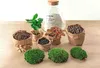 Flaschengarten Set – Sammie Coffea – DIY Terrarium – 26 cm Produktbild-Vorschau 3