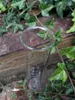 Ersatzglas für Regenmesser, klein Produktbild-Vorschau 2