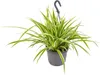 Bloomique - Chlorophytum Variegatum - Grünlilie - Produktbild-Vorschau 1