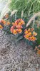 Alstroemeria x GARDEN 'Indian Summer'® / Lys des Incas Voir les images du produit 3
