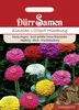 Dürr-Samen - Zinnien Lilliput Prachtmischung einjährig 45 Produktbild-Vorschau 9