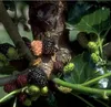 Schwarze Maulbeere (Morus nigra) 40-80cm im 3L-Topf Produktbild-Vorschau 1