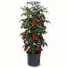 Kvetináč na pestovanie paradajok TOMATO GROWER antracit Náhľad obrázku produktu 14