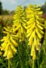 Stauden Gänge 1 x Kniphofia ‘Lemon Popsicle’ - Fackellilie Produktbild-Vorschau 6