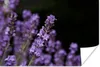 MuchoWow® Poster Nahaufnahme von lila Lavendel auf einem Produktbild-Vorschau 1