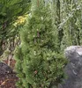 Latschenkiefer 'GREEN COLUMN' 50-60 cm, Cont. 7,5 l Produktbild-Vorschau 3