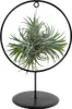 Bloomique - Tillandsia Magic Ball w ozdobnym pierścieniu - Podgląd zdjęcia produktu 1