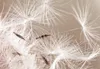 Vlies Fototapete PusteBlumen 400x280 cm Tapeten Wandtapete Produktbild-Vorschau 4