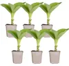 6er-Set Hosta Sieboldiana Elegans, Funkie, Staude, 10-20 Produktbild-Vorschau 2