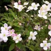 2 X Clematis Montana Rubens - 2-er set Clematis Produktbild-Vorschau 6