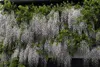 Wisteria floribunda, glicynia japońska, 60-100 cm Podgląd zdjęcia produktu 7