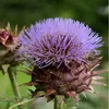 6 x Artičok - Cynara cardunculus | Kvetináč 9cm x 9cm Náhľad obrázku produktu 2