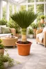 Yucca rostrata 'Blue Swan' ca. 100 cm – winterharte Produktbild-Vorschau 1