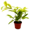 Drachenbaum - Dracaena surculosa Mike - 12cm - grün mit Produktbild-Vorschau 1