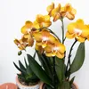 Kolibří orchideje - oranžová zlatá orchidej Phalaenopsis - Náhled obrázku produktu 6