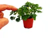 Mimose "Rühr-Mich-Nicht-An" - Die Pflanze, die auf Produktbild-Vorschau 2