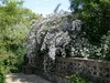 Kolkwitzia amabilis, Kolkwitzie, rosa Blüten, 60–100 cm Produktbild-Vorschau 6