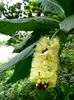 Paonuss (Barringtonia edulis) - 1 seme germogliato Anteprima dell’immagine prodotto 2