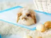 Puppy Pads Welpenunterlagen S 33x45 cm 100 stück Training Produktbild-Vorschau 17