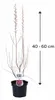 Tamariske Pink Cascade 40–60 cm – Tamarix ramosissima Produktbild-Vorschau 4