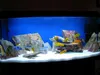Aquarium Deko Steine Schiefer, farbig, 1 kg Produktbild-Vorschau 10