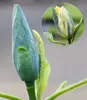 BALDUR Garten 1x Magnolie 'Blue Opal', Pflanze im 3 Produktbild-Vorschau 1