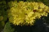 Acer shirasawanum 'Aureum', Japanischer Ahorn, goldgelb, Produktbild-Vorschau 3