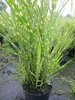 Miscanthus sinensis Zebrinus strictus - Zebra-China-Schilf Produktbild-Vorschau 1