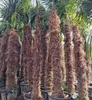 Palme Trachycarpus Fortunei, Chinesische Hanfpalme. Produktbild-Vorschau 2