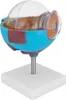 Anatomický model lidského oka Anatomický model lidského Náhled obrázku produktu 3