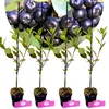 Sada 4 čiernych bobúľ arónie – Aronia prunifolia „Nero“ – Náhľad obrázku produktu 1