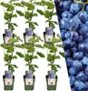 Plants by Frank | 6 Heidelbeerpflanzen 100% Biologisch | Produktbild-Vorschau 1