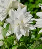 BALDUR Garten 1x Duftender Gartenjasmin 'Pearls of Produktbild-Vorschau 6