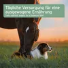 AniForte Ägyptisches Schwarzkümmelöl für Hunde & Pferde Produktbild-Vorschau 6