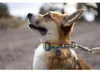Ruffwear Halsband Crag® Rising Wave Productafbeelding-voorbeeld 7