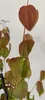 A close-up shot of a plant stem with leaves. Náhľad obrázku produktu